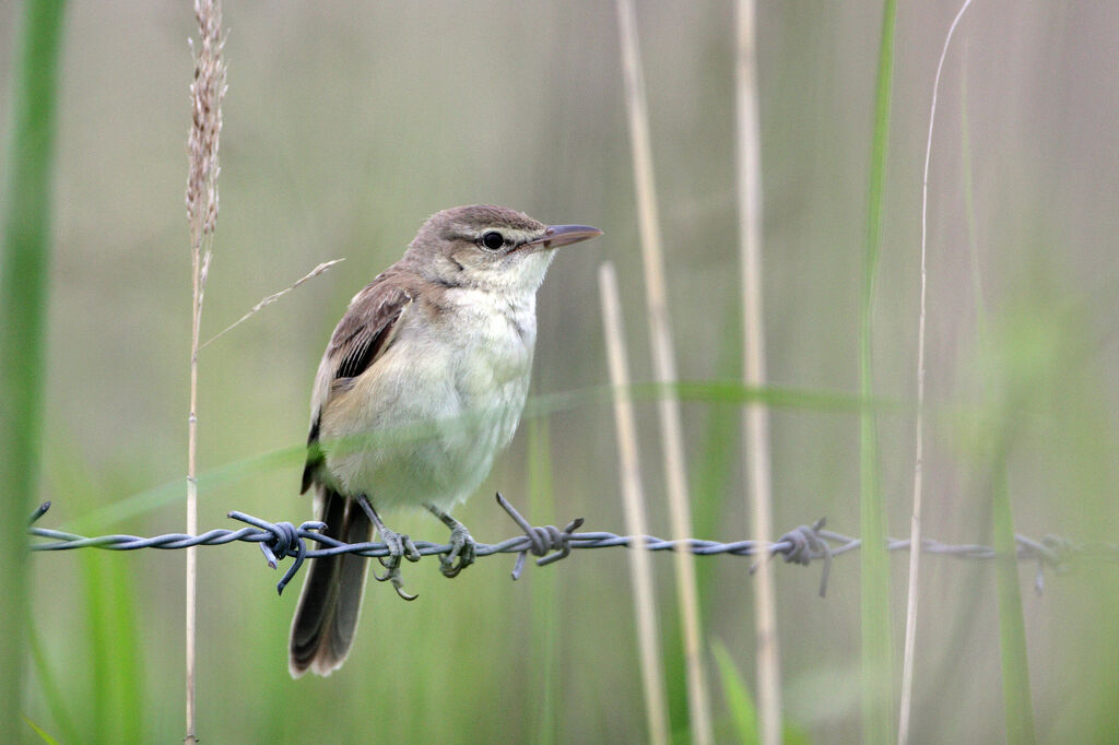 Oriental Reed Warbler female adult