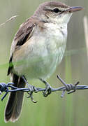 Oriental Reed Warbler