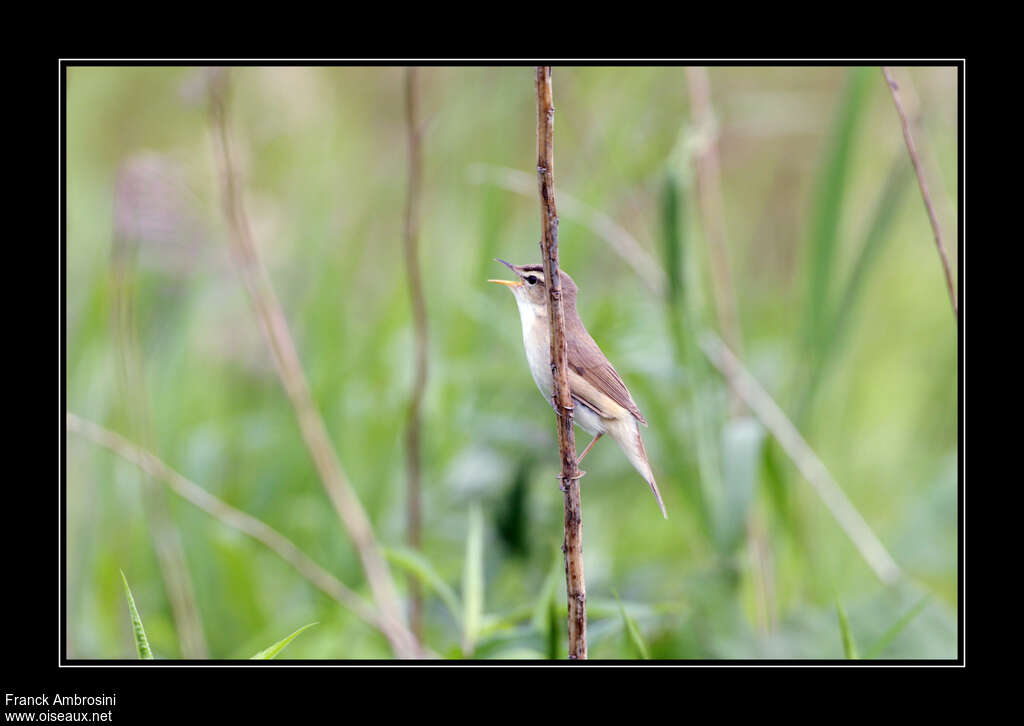 Black-browed Reed Warbler male adult breeding, song