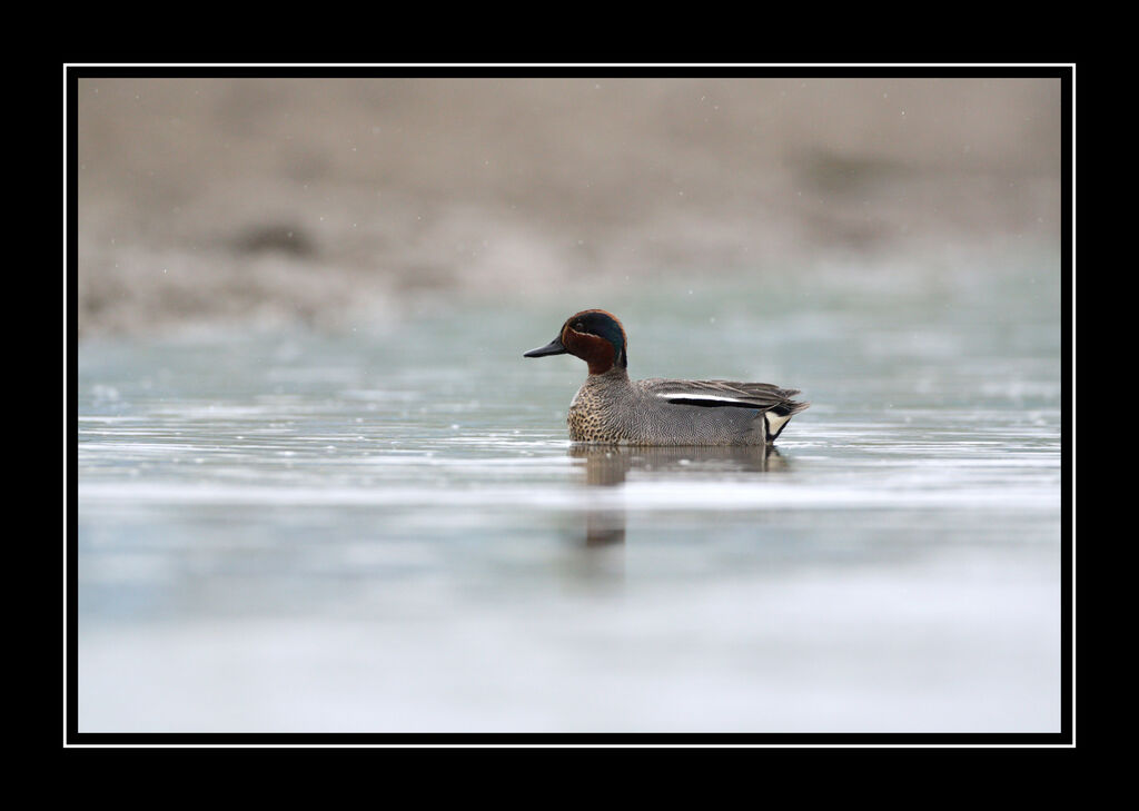 Eurasian Teal male adult