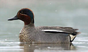 Eurasian Teal