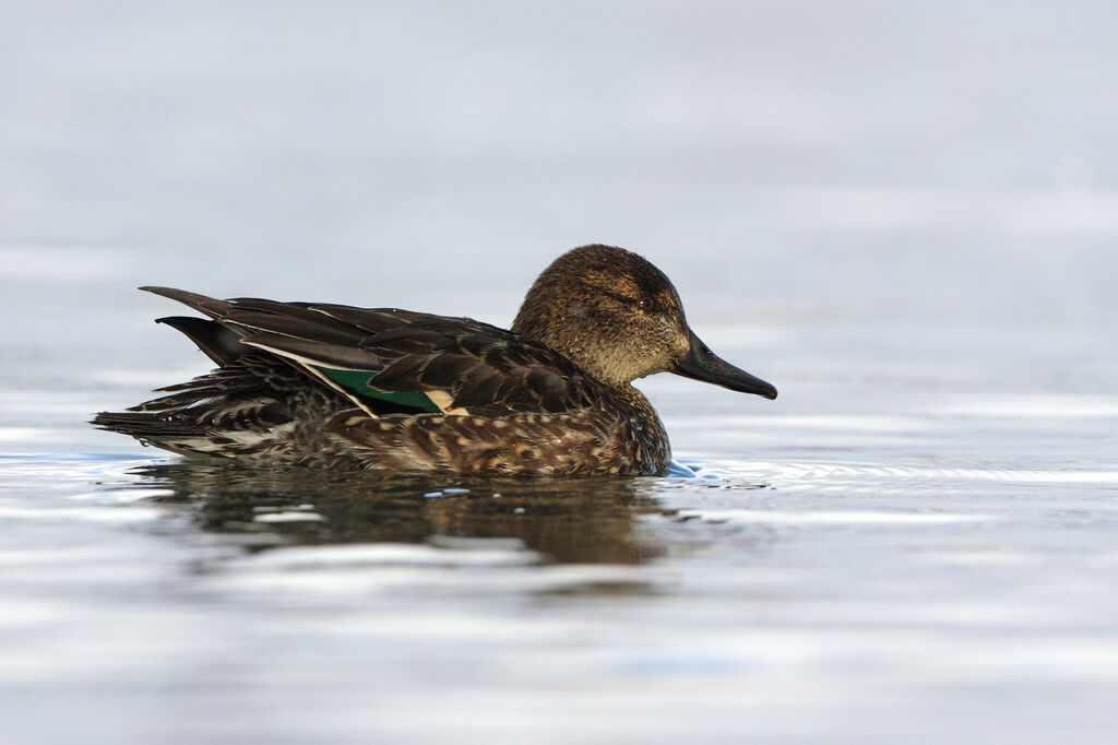 Eurasian Teal