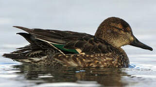 Eurasian Teal