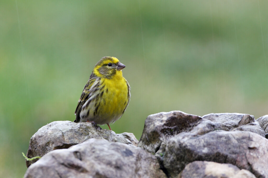 European Serin male adult breeding, identification