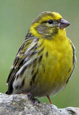 Serin cini