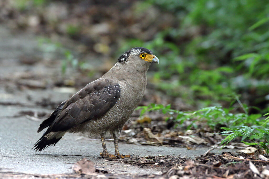 Crested Serpent Eagle (perplexus)