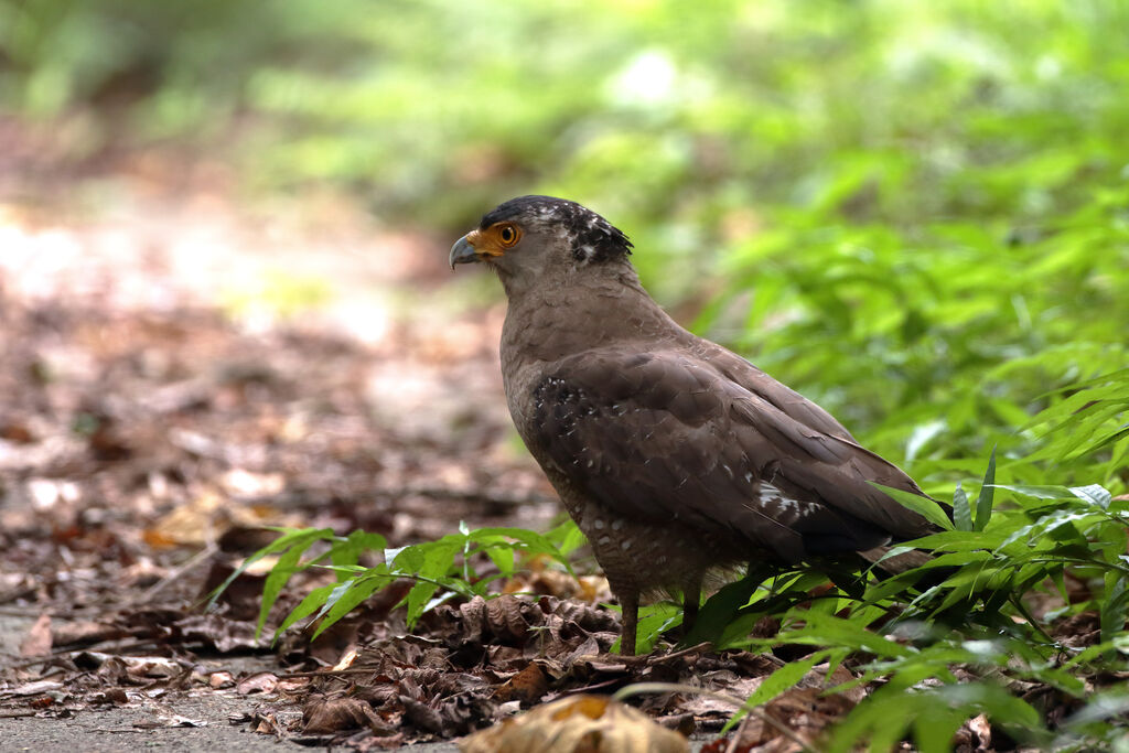 Crested Serpent Eagle (perplexus)