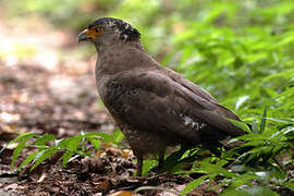 Crested Serpent Eagle (perplexus)