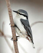 Eurasian Nuthatch