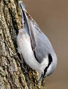 Eurasian Nuthatch