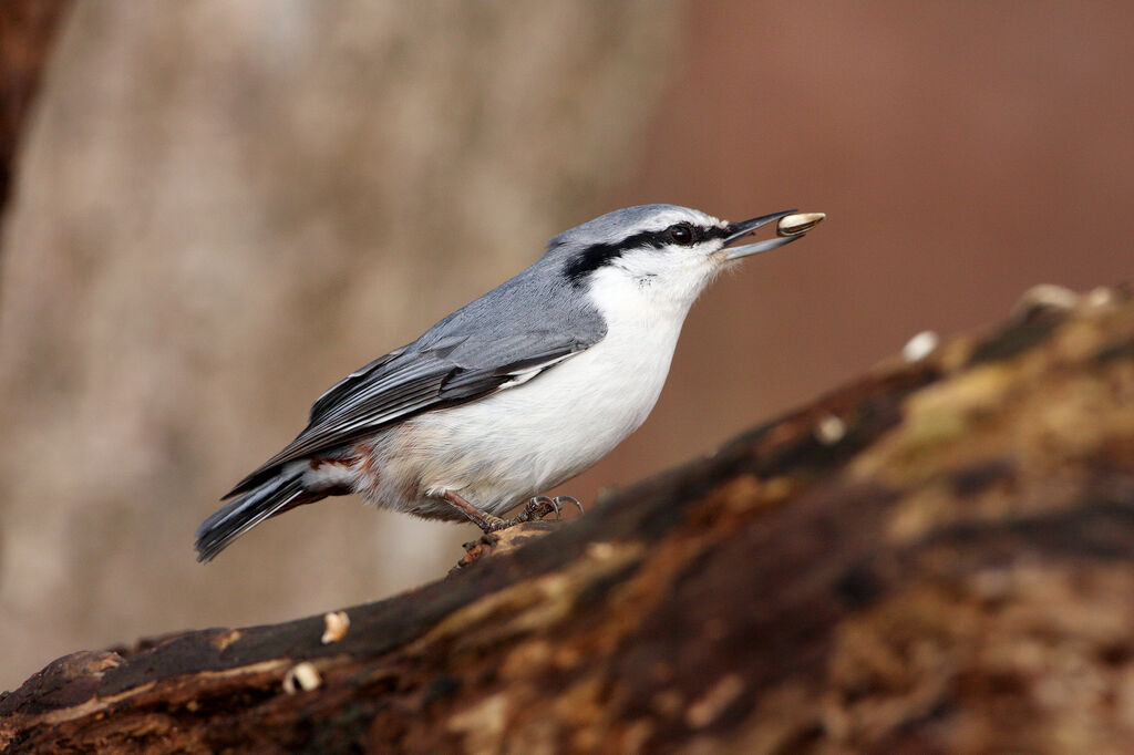 Eurasian Nuthatchadult