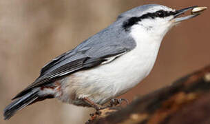 Eurasian Nuthatch