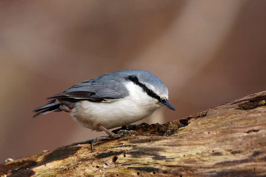 Eurasian Nuthatchadult