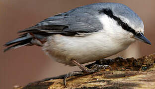 Eurasian Nuthatch