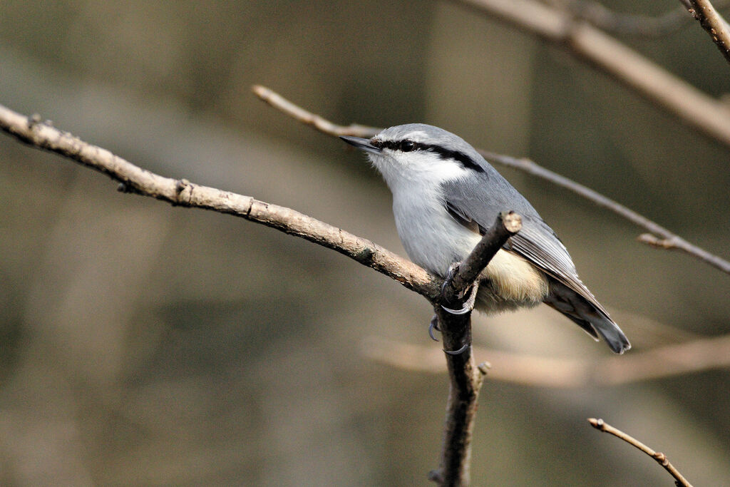 Eurasian Nuthatchadult