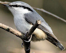 Eurasian Nuthatch