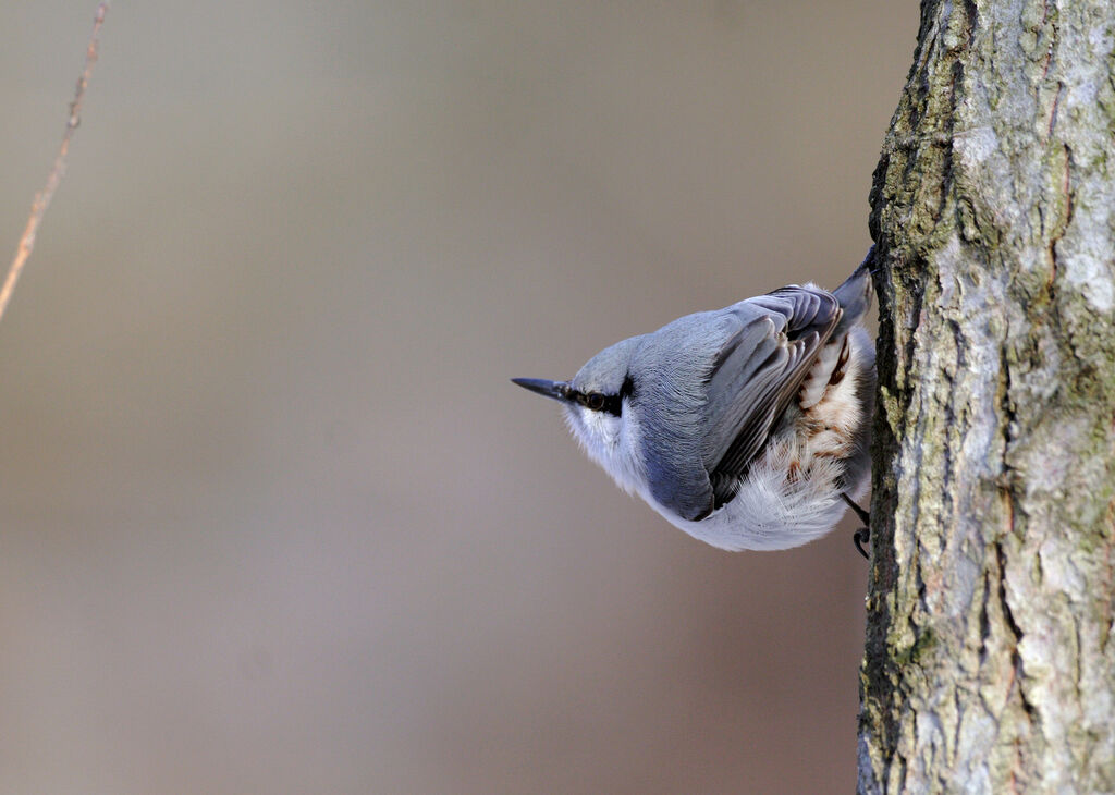 Eurasian Nuthatchadult