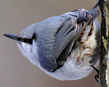 Eurasian Nuthatch