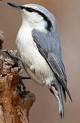 Eurasian Nuthatch