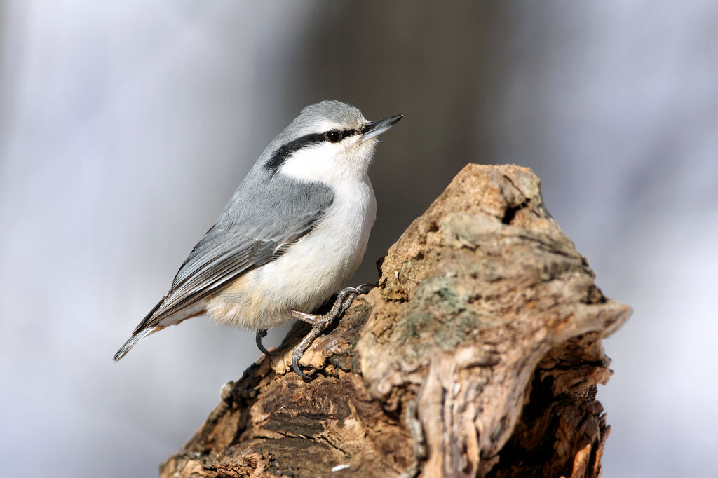 Eurasian Nuthatch