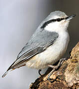 Eurasian Nuthatch