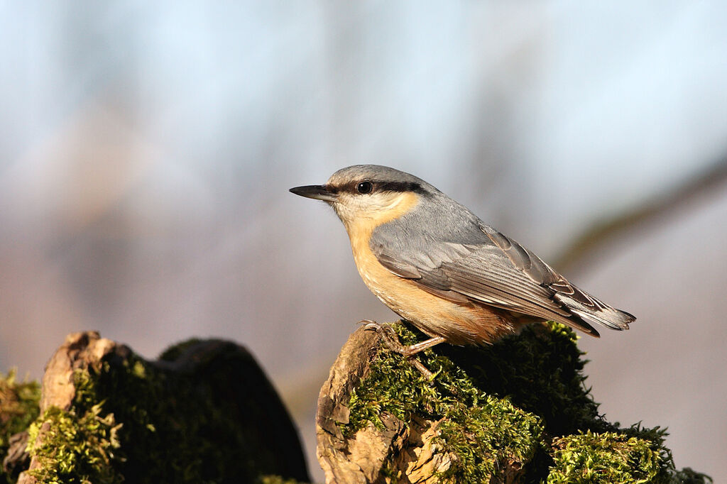 Eurasian Nuthatch