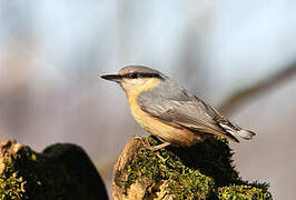 Eurasian Nuthatch