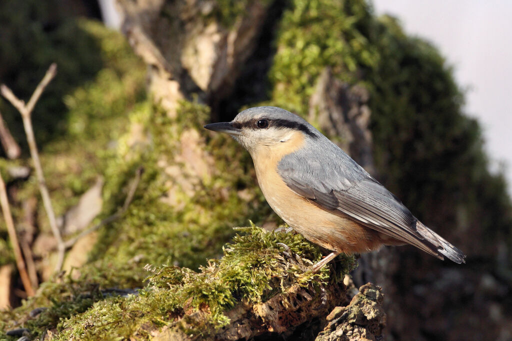 Eurasian Nuthatch