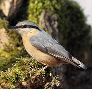 Eurasian Nuthatch