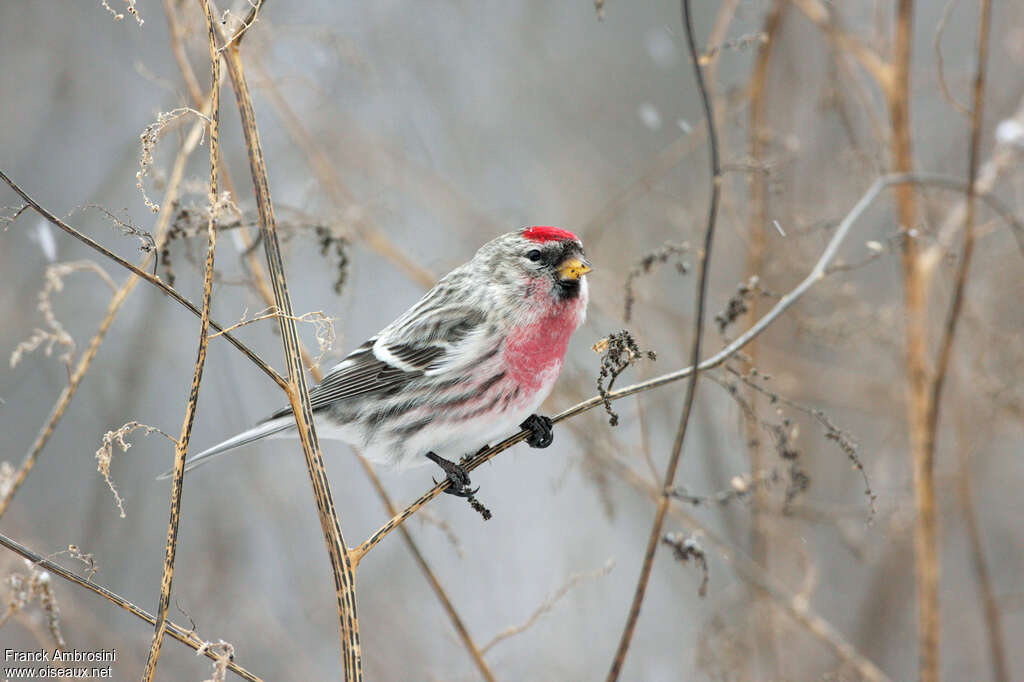 Common Redpoll male adult, identification