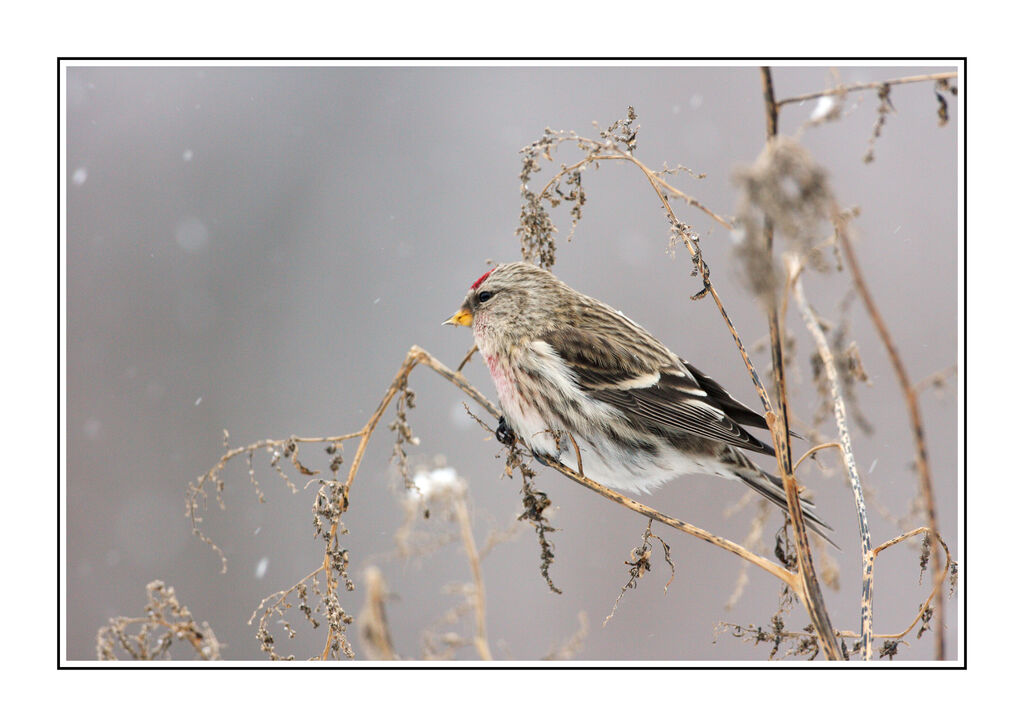 Common Redpoll