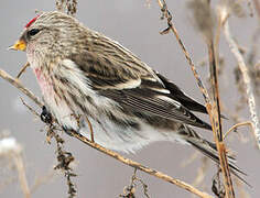 Common Redpoll