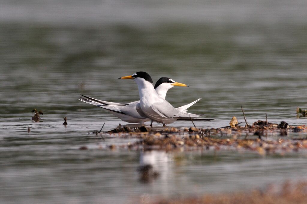 Little Tern adult breeding