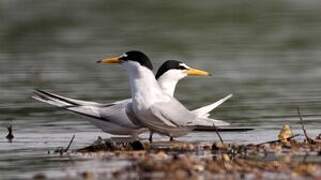 Little Tern