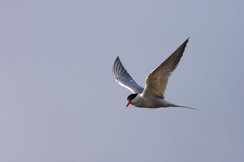 Common Tern