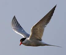 Common Tern