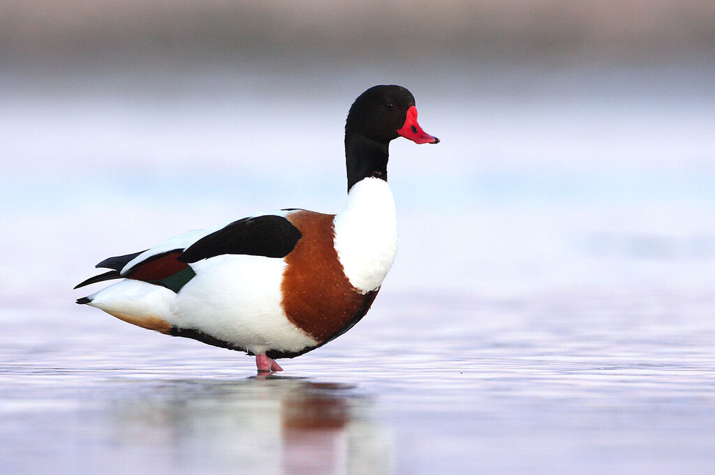 Common Shelduck male adult