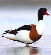 Common Shelduck