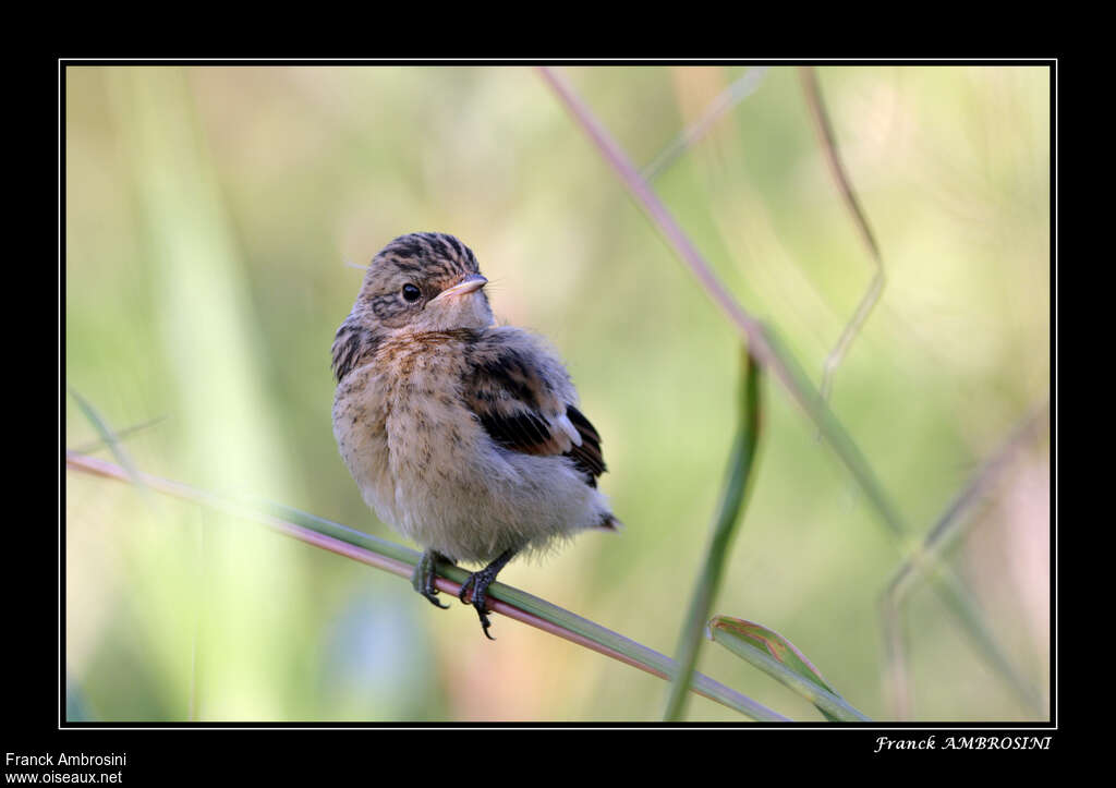 Amur Stonechatjuvenile