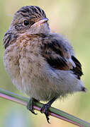 Amur Stonechat