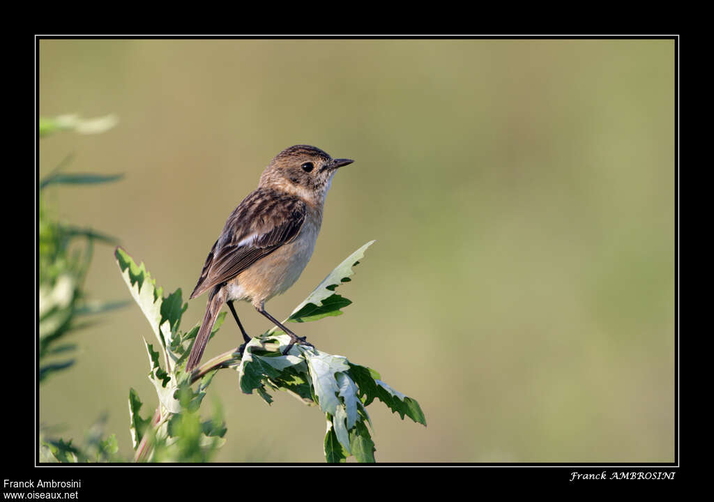 Stejneger's Stonechat female adult breeding, identification