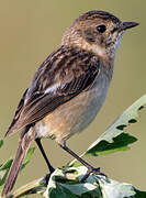 Amur Stonechat