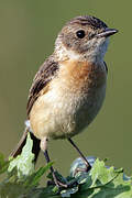 Stejneger's Stonechat