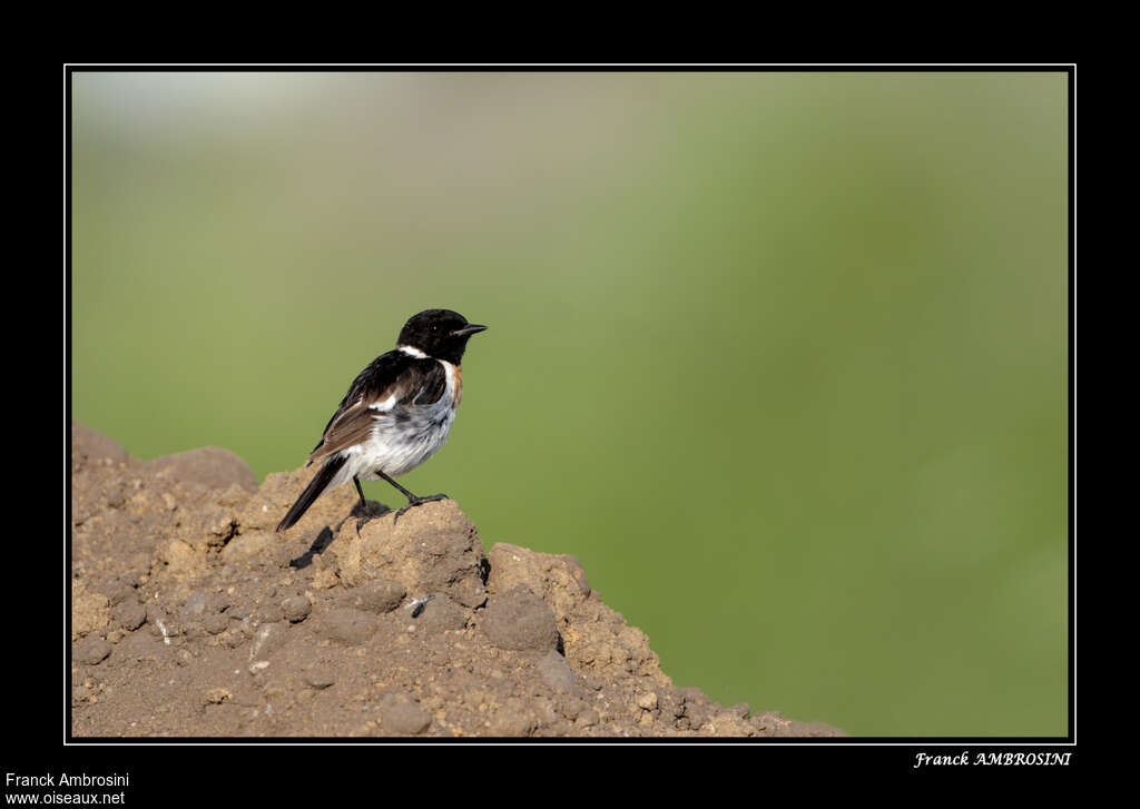 Amur Stonechat male adult breeding, habitat, pigmentation