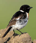 Amur Stonechat