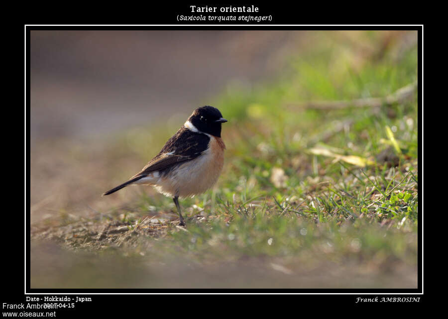 Amur Stonechat male adult breeding, identification