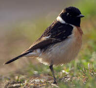 Stejneger's Stonechat