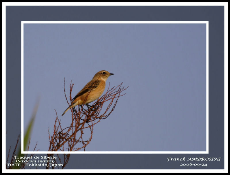 Amur Stonechat female adult