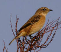 Stejneger's Stonechat