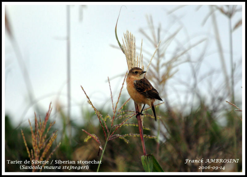 Amur Stonechatjuvenile